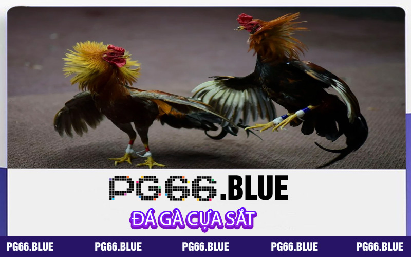 ĐÁ GÀ CỰA SẮT